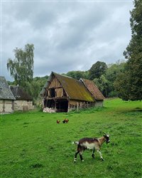 chateau-taillis (7)